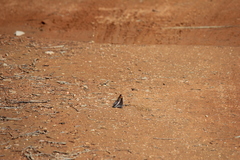 Charaxes saturnus saturnus