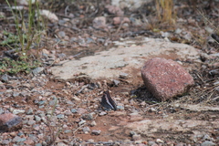 Charaxes saturnus saturnus