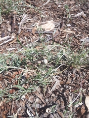 Calocephalus lacteus