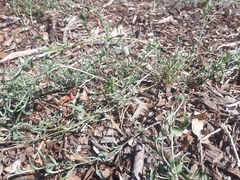 Calocephalus lacteus