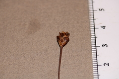 Xyris montana