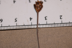Xyris montana