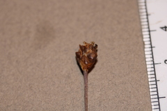 Xyris montana
