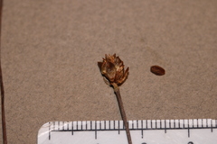Xyris montana