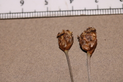 Xyris montana