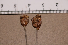 Xyris montana