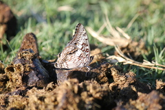 Charaxes achaemenes achaemenes