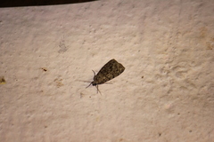 Sommeria meridionalis