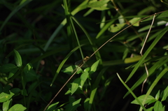 Ceriagrion auranticum