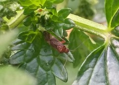 Neostenotus
