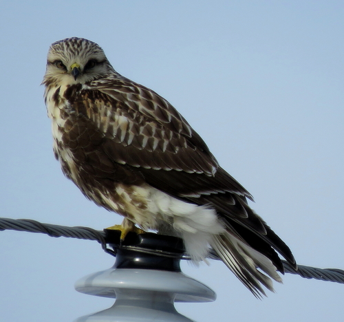 Rough-legged Hawk photographed in North Dakota