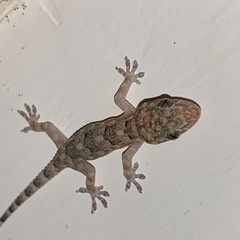 Hemidactylus mabouia