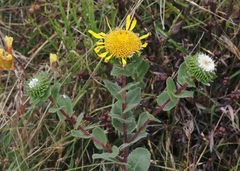 Grindelia stricta platyphylla