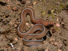Gymnothorax albimarginatus