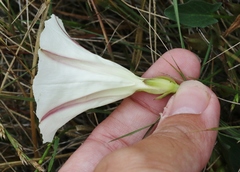 Calystegia subacaulis episcopalis