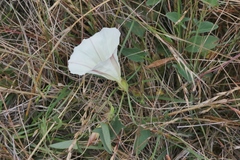 Calystegia subacaulis episcopalis