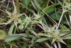 Eryngium armatum