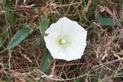 Calystegia subacaulis episcopalis