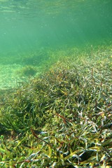 Posidonia australis