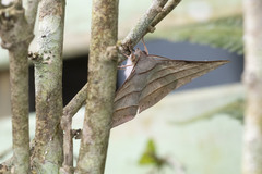 Sarcinodes aequilinearia