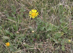 Grindelia stricta platyphylla