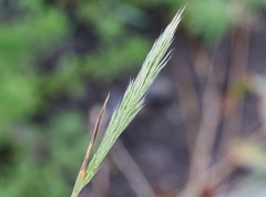 Agrostis exarata
