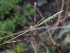 Agrostis exarata