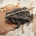 Anaxyrus quercicus - Photo 由 Rob Van Epps 所上傳的 (c) Rob Van Epps，保留部份權利CC BY-NC
