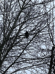 Haliaeetus leucocephalus