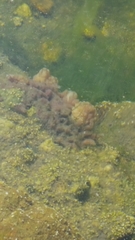 Porifera