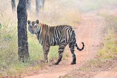 Panthera tigris tigris