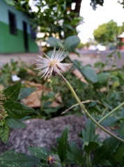 Tridax procumbens