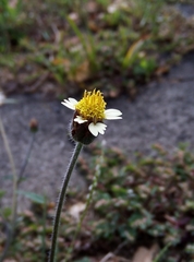 Tridax procumbens