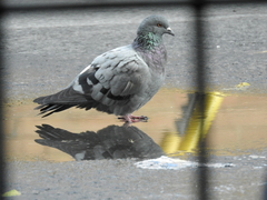 Columba livia domestica