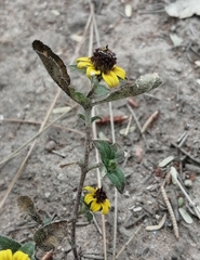 Sanvitalia procumbens