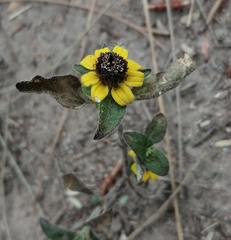 Sanvitalia procumbens