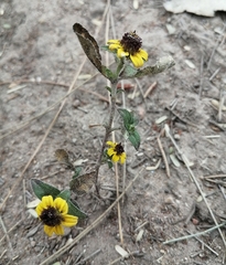 Sanvitalia procumbens