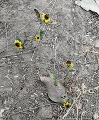 Sanvitalia procumbens