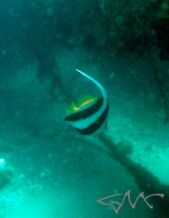 Heniochus diphreutes