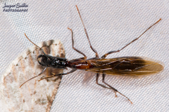 Camponotus mirabilis