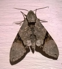 Manduca lefeburii