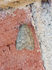 Paleacrita merriccata