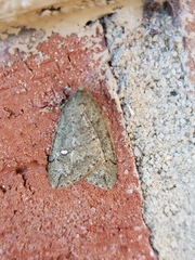 Paleacrita merriccata