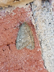 Paleacrita merriccata