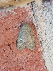 Paleacrita merriccata