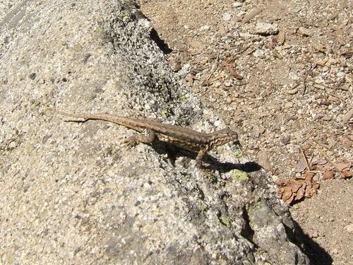 iNaturalist observation photo of Common Sagebrush Lizard