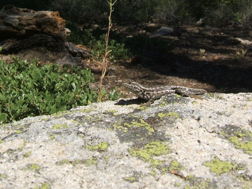 iNaturalist observation photo of Common Sagebrush Lizard