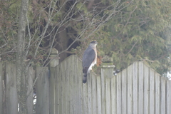Accipiter cooperii