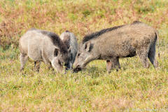 Sus scrofa cristatus