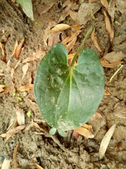 Piperales